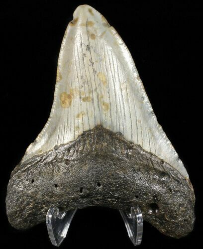 Megalodon Tooth - North Carolina #65688